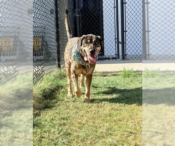Medium Photo #3 German Shepherd Dog Puppy For Sale in Temple, TX, USA