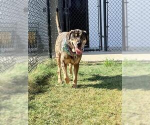 GRETA - Female German Shepherd Dog Dog for Adoption - Photo #3