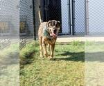 Small Photo #3 German Shepherd Dog Puppy For Sale in Temple, TX, USA