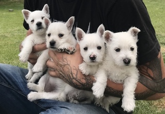 West Highland White Terrier Puppy for sale in GRAND JUNCTION, CO, USA