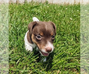 Jack Russell Terrier Puppy for Sale in SANDOWN, New Hampshire USA