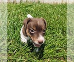 Small Photo #1 Jack Russell Terrier Puppy For Sale in SANDOWN, NH, USA