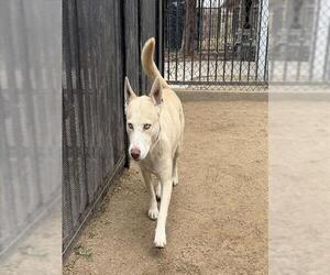 Siberian Husky-Unknown Mix Dogs for adoption in Riverside, CA, USA