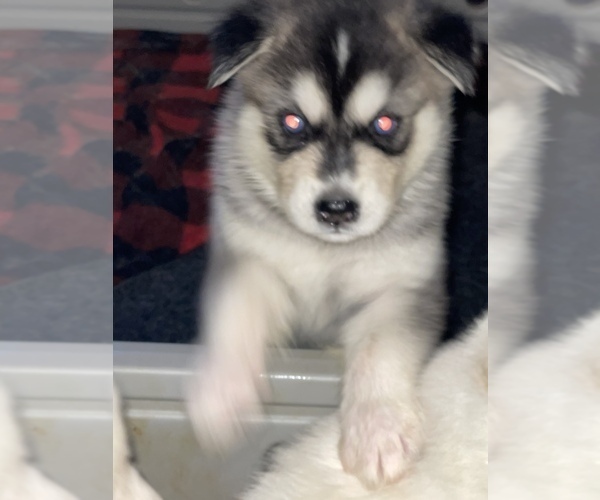 Medium Photo #34 Alusky Puppy For Sale in GARDEN GROVE, CA, USA
