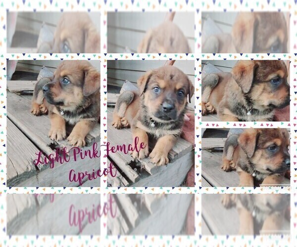 View Ad English Mastweiler Litter of Puppies for Sale near Missouri