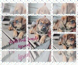 English Mastweiler Puppy for sale in FAIR GROVE, MO, USA