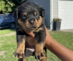 Rottweiler Puppy for sale in ELK GROVE, CA, USA