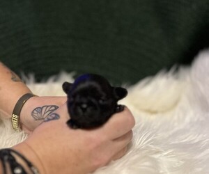 Pug Puppy for sale in MEBANE, NC, USA