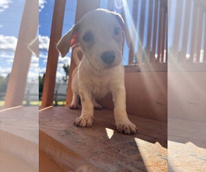 Mutt Dogs for adoption in Pacolet, SC, USA