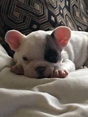 French Bulldog Puppy for sale in EMERALD, WI, USA