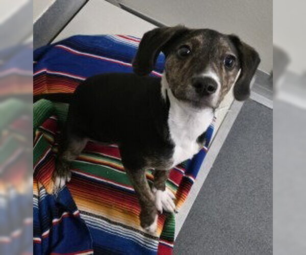 Medium Photo #2 Mutt Puppy For Sale in Glen Allen, VA, USA