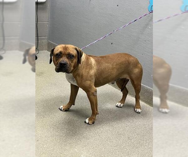 Medium Photo #1 Boxer-Unknown Mix Puppy For Sale in Las Vegas, NV, USA