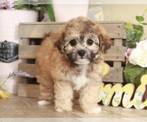 Poochon Puppy for sale in MOUNT VERNON, OH, USA