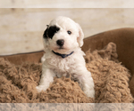Puppy 3 Goldendoodle mix (+ Poodle Miniature)