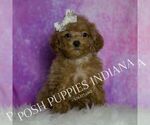 Puppy Eclaire Maltipoo (Miniature)