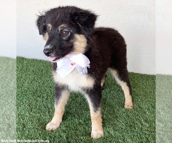 Medium Photo #4 Australian Shepherd-Unknown Mix Puppy For Sale in San Diego, CA, USA