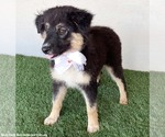 Small #3 Australian Shepherd Mix