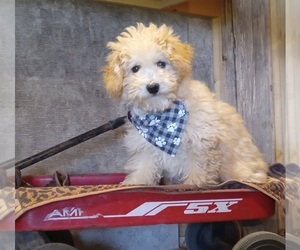 Poodle (Toy) Puppy for sale in MILFORD, IN, USA