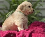 Puppy Cove Golden Retriever