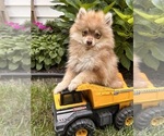 Small #1 Pomeranian