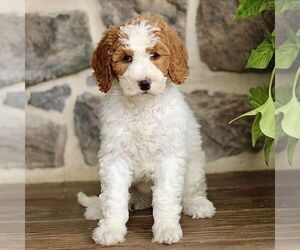 Goldendoodle Puppy for sale in RONKS, PA, USA