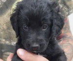 Image preview for Ad Listing. Nickname: Moose