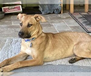 Nikki - Female German Shepherd Dog-Unknown Mix Dog for Adoption - Photo #2