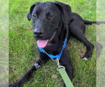 Small #9 Labrador Retriever Mix
