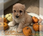 Litter of 7 - Male(s) and Female(s) Goldendoodle (Miniature)Litter of Puppies for Sale - Photo #2