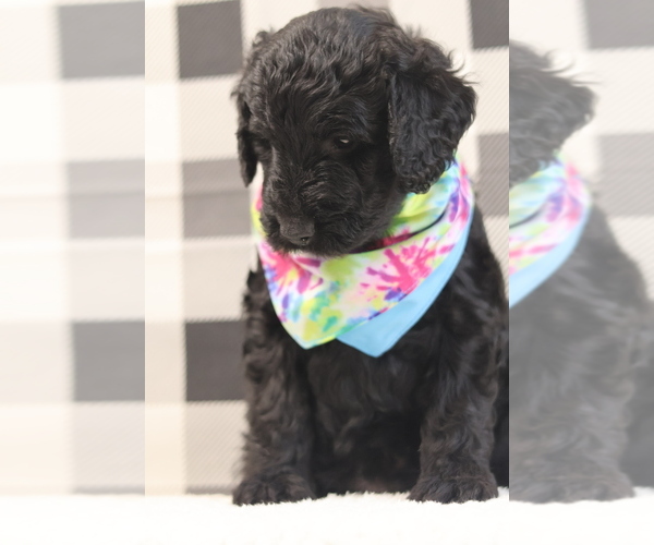 Medium Photo #11 Goldendoodle Puppy For Sale in MANCHESTER, CT, USA