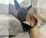 Small #10 German Shepherd Dog Mix