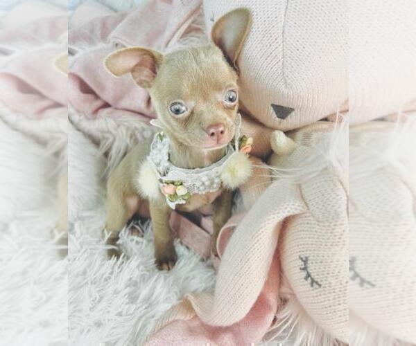 Medium Photo #5 Chihuahua Puppy For Sale in THONOTOSASSA, FL, USA