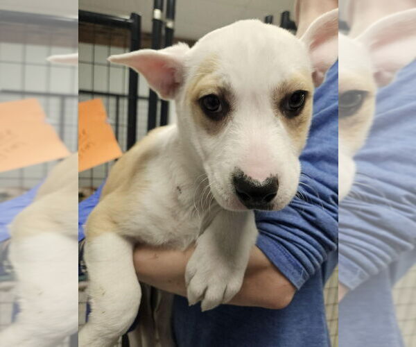 Medium Photo #2 Mutt Puppy For Sale in Candler, NC, USA