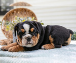 Small Photo #14 Beabull-English Bulldog Mix Puppy For Sale in MILLERSBURG, OH, USA