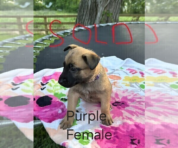 Medium Photo #8 Belgian Malinois Puppy For Sale in HUNTSVILLE, TX, USA