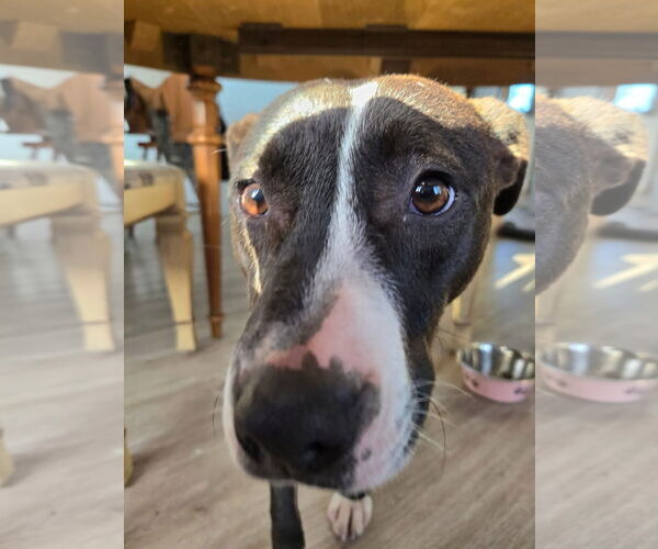 Medium Photo #2 Labrador Retriever-Unknown Mix Puppy For Sale in New London, WI, USA