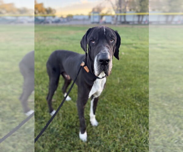 Medium Photo #1 Great Dane Puppy For Sale in Sandy, UT, USA