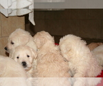 Small Photo #3 Goldendoodle Puppy For Sale in FAIRFIELD, CA, USA