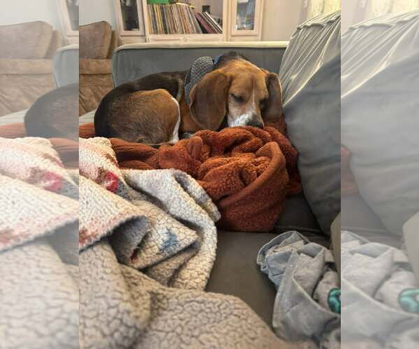 Medium Photo #9 Beagle Puppy For Sale in Sheboygan, WI, USA