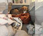 Small #8 Beagle