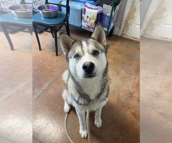 Medium Photo #1 Siberian Husky-Unknown Mix Puppy For Sale in Bolivar, MO, USA