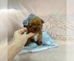 Small Photo #20 Poodle (Toy) Puppy For Sale in THONOTOSASSA, FL, USA