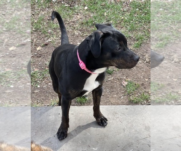 Medium Photo #5 American Pit Bull Terrier-Plott Hound Mix Puppy For Sale in New Hampton, NY, USA