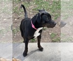 Small #4 American Pit Bull Terrier-Plott Hound Mix