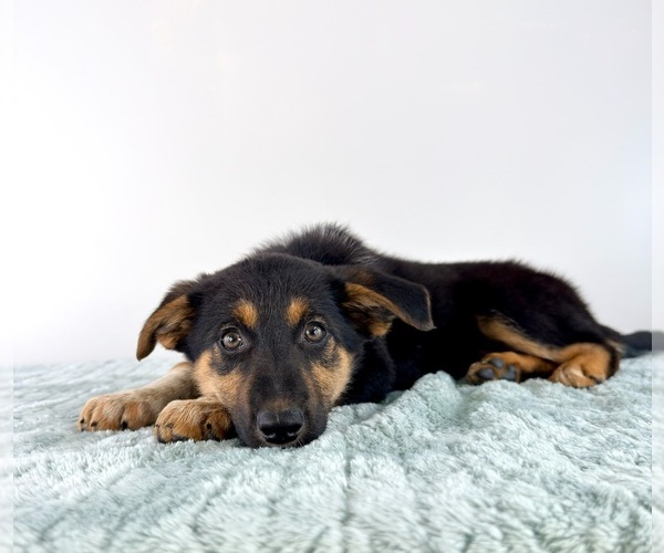 Medium Photo #3 Cattledog Shepherd Puppy For Sale in GREENFIELD, IN, USA