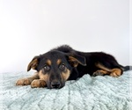 Small #2 Cattledog Shepherd