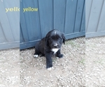 Small Photo #9 Saint Bernard Puppy For Sale in CRAIG, CO, USA