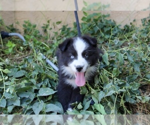 Medium Australian Shepherd