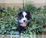 Puppy Ruby Australian Shepherd