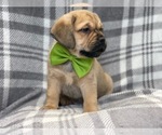 Small Photo #9 Puggle Puppy For Sale in LAKELAND, FL, USA